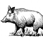 fred-van-deelen-illustrator-animals-13-illustration