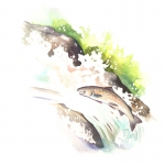 fred-van-deelen-illustrator-animals-painting-watercolour-salmon-jumping-fish