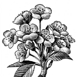 fred-van-deelen-illustrator-plants-01-illustration