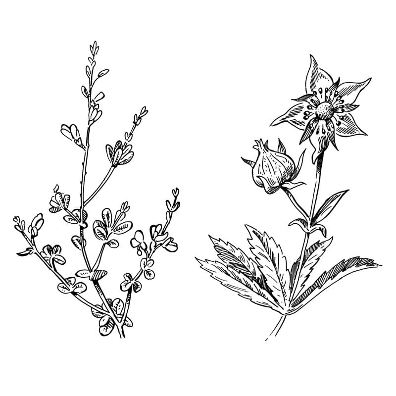 fred-van-deelen-illustrator-plants-10-illustration