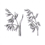 fred-van-deelen-illustrator-plants-11-illustration
